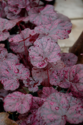 Grape Expectations Coral Bells (Heuchera 'Grape Expectations') at Tree Top Nursery & Landscaping