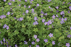 Johnson's Blue Cranesbill (Geranium 'Johnson's Blue') at Tree Top Nursery & Landscaping