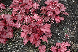 Fire Chief Coral Bells (Heuchera 'Fire Chief') at Tree Top Nursery & Landscaping
