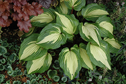 Raspberry Sundae Hosta (Hosta 'Raspberry Sundae') at Tree Top Nursery & Landscaping