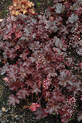 Black Taffeta Coral Bells (Heuchera 'Black Taffeta') at Tree Top Nursery & Landscaping