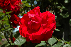 Ramblin' Red Rose (Rosa 'Ramblin' Red') at Tree Top Nursery & Landscaping