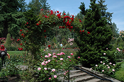 Ramblin' Red Rose (Rosa 'Ramblin' Red') at Tree Top Nursery & Landscaping