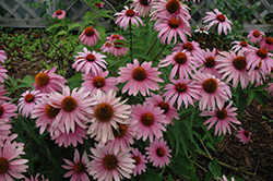 Magnus Superior Coneflower (Echinacea purpurea 'Magnus Superior') at Tree Top Nursery & Landscaping