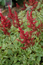 August Light Astilbe (Astilbe x arendsii 'August Light') at Tree Top Nursery & Landscaping