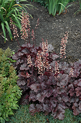 Grape Expectations Coral Bells (Heuchera 'Grape Expectations') at Tree Top Nursery & Landscaping