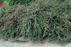 Cranberry Cotoneaster (Cotoneaster apiculatus) at Tree Top Nursery & Landscaping