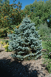Avatar Blue Spruce (Picea pungens 'Avatar') at Tree Top Nursery & Landscaping