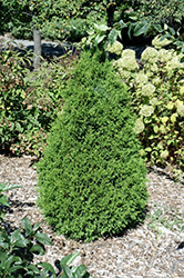 Norm Evers Arborvitae (Thuja occidentalis 'Norm Evers') at Tree Top Nursery & Landscaping
