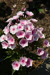 Flame Pro Baby Doll Garden Phlox (Phlox paniculata 'Flame Pro Baby Doll') at Tree Top Nursery & Landscaping