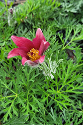 Red Pasqueflower (Pulsatilla vulgaris 'Rubra') at Tree Top Nursery & Landscaping