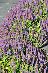 Swifty Violet Blue Meadow Sage (Salvia nemorosa 'Swifty Violet Blue') at Tree Top Nursery & Landscaping