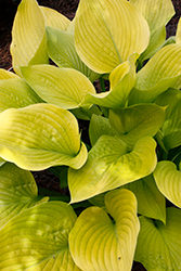 Age of Gold Hosta (Hosta 'Age of Gold') at Tree Top Nursery & Landscaping