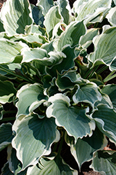 Shadowland Hope Springs Eternal Hosta (Hosta 'Hope Springs Eternal') at Tree Top Nursery & Landscaping