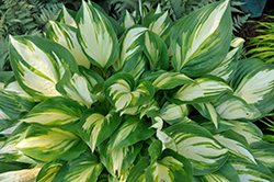 Shadowland Miss America Hosta (Hosta 'Miss America') at Tree Top Nursery & Landscaping