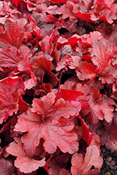 Forever Red Coral Bells (Heuchera 'Forever Red') at Tree Top Nursery & Landscaping