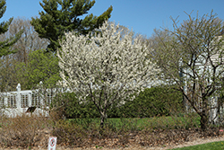 Toka Plum (Prunus 'Toka') at Tree Top Nursery & Landscaping