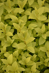 Double Play Gold Spirea (Spiraea japonica 'Yan') at Tree Top Nursery & Landscaping