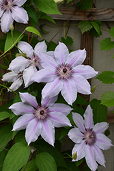 Nelly Moser Clematis (Clematis 'Nelly Moser') at Tree Top Nursery & Landscaping