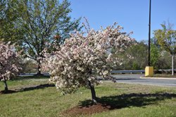 Candymint Flowering Crab (Malus sargentii 'Candymint') at Tree Top Nursery & Landscaping