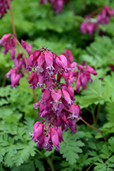 Luxuriant Bleeding Heart (Dicentra 'Luxuriant') at Tree Top Nursery & Landscaping