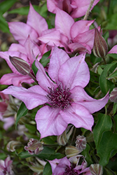 Giselle Clematis (Clematis 'Evipo051') at Tree Top Nursery & Landscaping