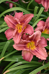 Happy Ever Appster Rosy Returns Daylily (Hemerocallis 'Rosy Returns') at Tree Top Nursery & Landscaping