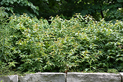 Bush Honeysuckle (Diervilla lonicera) at Tree Top Nursery & Landscaping