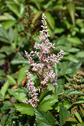Look At Me Astilbe (Astilbe x arendsii 'Look At Me') at Tree Top Nursery & Landscaping