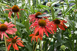 Tomato Soup Coneflower (Echinacea 'Tomato Soup') at Tree Top Nursery & Landscaping