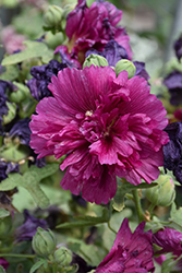 Queeny Purple Hollyhock (Alcea rosea 'Queeny Purple') at Tree Top Nursery & Landscaping