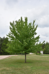 Firefall Maple (Acer x freemanii 'Firefall') at Tree Top Nursery & Landscaping