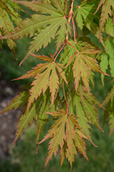 North Wind Japanese Maple (Acer 'IsINW') at Tree Top Nursery & Landscaping