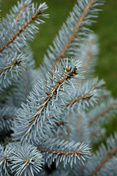 Bonny Blue Blue Spruce (Picea pungens 'Bonny Blue') at Tree Top Nursery & Landscaping