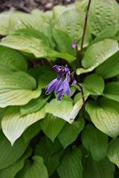 Fire Island Hosta (Hosta 'Fire Island') at Tree Top Nursery & Landscaping