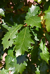 Kindred Spirit Oak (Quercus x warei 'Nadler') at Tree Top Nursery & Landscaping