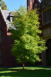 Three Flowered Maple (Acer triflorum) at Tree Top Nursery & Landscaping