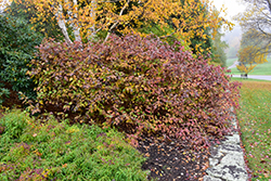 Bailey Red-Twig Dogwood (Cornus baileyi) at Tree Top Nursery & Landscaping