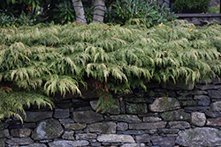 Russian Cypress (Microbiota decussata) at Tree Top Nursery & Landscaping