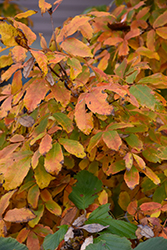 Three Flowered Maple (Acer triflorum) at Tree Top Nursery & Landscaping