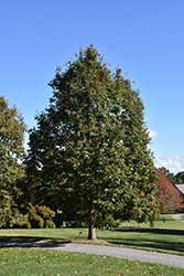 Redmond Linden (Tilia americana 'Redmond') at Tree Top Nursery & Landscaping