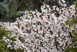 Nanking Cherry (Prunus tomentosa) at Tree Top Nursery & Landscaping