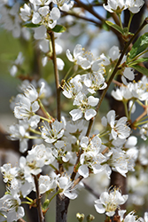 Toka Plum (Prunus 'Toka') at Tree Top Nursery & Landscaping