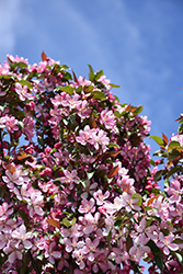 Courageous Flowering Crab (Malus 'DurLawrence') at Tree Top Nursery & Landscaping