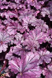 Forever Purple Coral Bells (Heuchera 'Forever Purple') at Tree Top Nursery & Landscaping