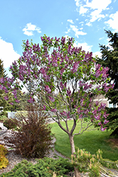 Sensation Lilac (Syringa vulgaris 'Sensation') at Tree Top Nursery & Landscaping