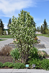 Standing Ovation Saskatoon Berry (Amelanchier alnifolia 'Obelisk') at Tree Top Nursery & Landscaping