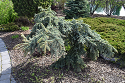 Weeping Blue Spruce (Picea pungens 'Pendula') at Tree Top Nursery & Landscaping