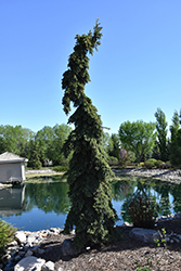 Weeping White Spruce (Picea glauca 'Pendula') at Tree Top Nursery & Landscaping