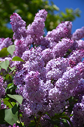 Common Lilac (Syringa vulgaris) at Tree Top Nursery & Landscaping